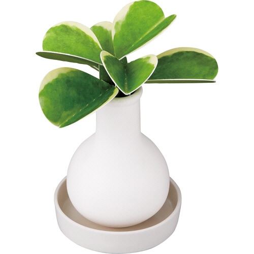 グローバルプロダクトプランニング ス・ポット 観葉加湿器 ホヤカーリー 1個