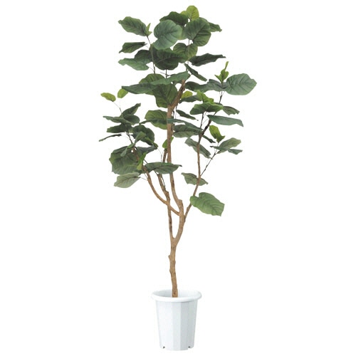 ライオン事務器 (N)人工植物(光触媒) ウンベラータ 高さ1800mm ALU-002 1台